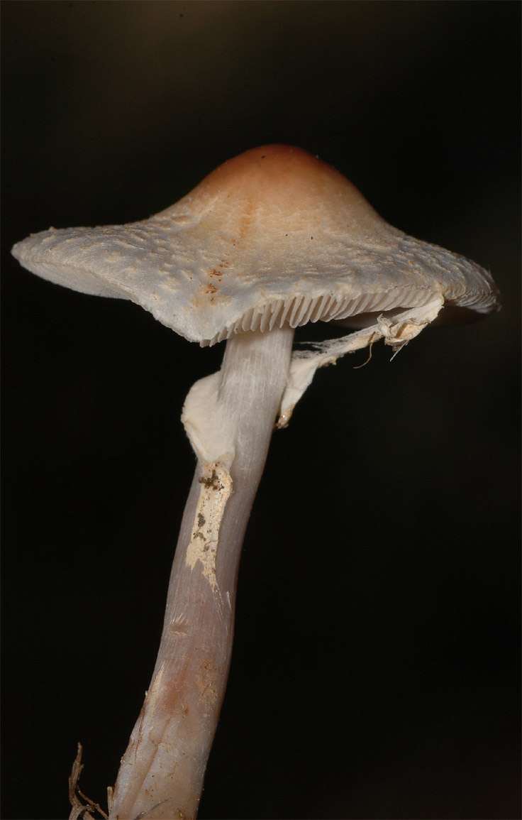 Lepiota cristata